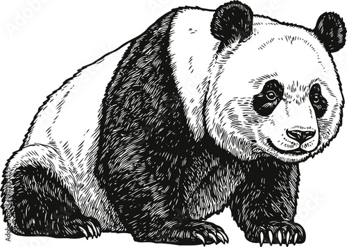 Giant panda sitting detailed black and white illustration wild animal, endangered species, bamboo forest native bear