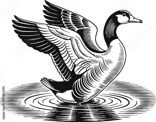 canadian goose spreading wings standing in water with ripples, black and white nature illustration