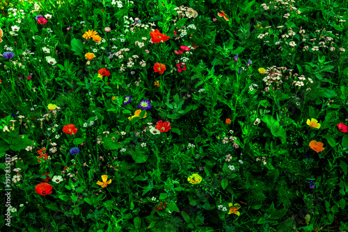 Blumenbeet mit bunten Wildblumen im Frühling