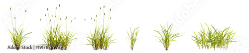 Set of green foxtail grass isolated on transparent background. 3D render.