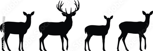 Deer family silhouette on white background, buck with antlers and does isolated, forest wildlife nature design elements for African safari