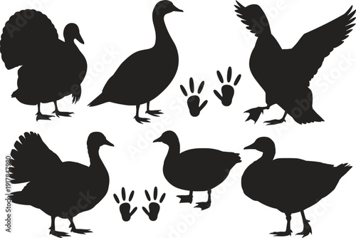 Domestic duck and wild turkey silhouette collection on white background, black farm bird silhouettes with 