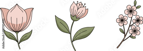 Collection of three delicate pink flowers with green leaves on a white background