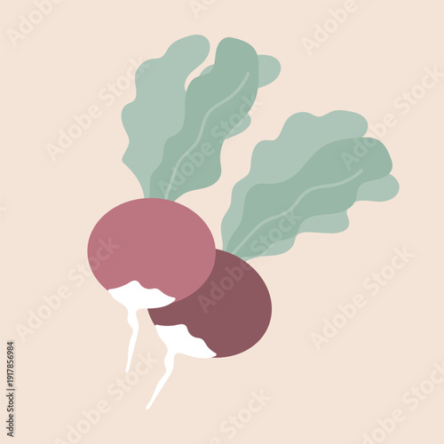 Two radish flat vector illustration isolated on beige background.