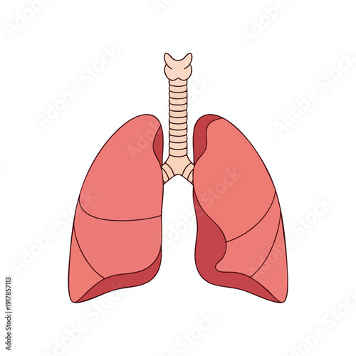 Healthy Human Lungs Illustration for Medical and Educational Use