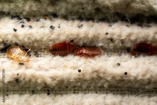 Bed Bug Infestation In Mattress
