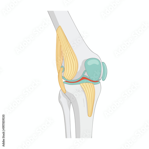 Detailed Illustration of Human Knee Anatomy with Muscles Bones and Ligaments