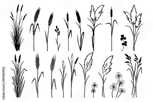 Hand Drawn Grass and Weed Silhouettes Set with Tall Grass Wheat Reeds Pampas Clover Vector Collection