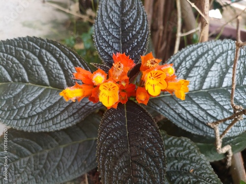 Beautiful orange flowers of sunset bell or copper leaf plant in the garden