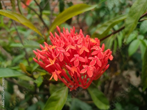 Bright red clusters of jungle geranium blooming among green leaves