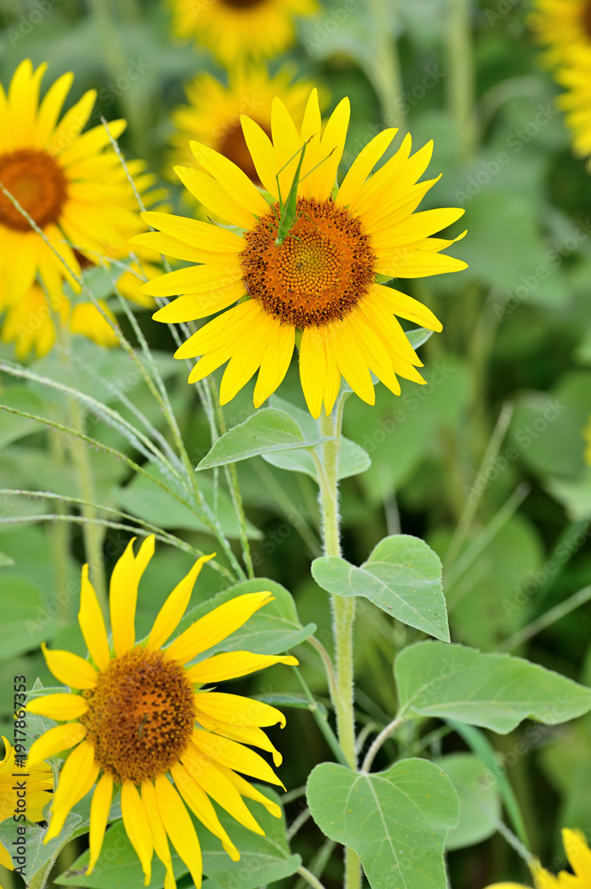 Obraz premium キク科 ヒマワリ畑 