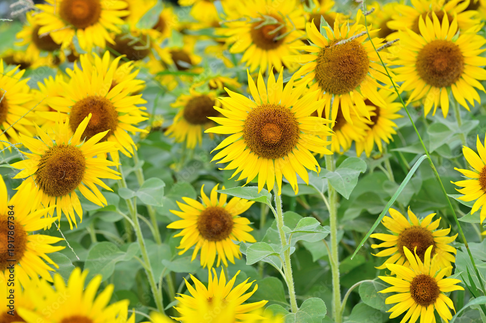 Obraz premium キク科 ヒマワリ畑