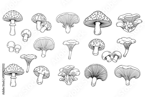 Mushroom Silhouettes Set with Toadstool Shiitake Oyster Chanterelle Vector Collection