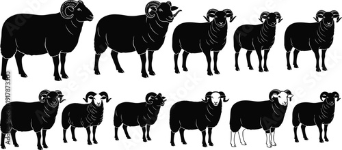 Black ram and sheep silhouette set, farm animal icons, male bighorn sheep with horns, domestic livestock shapes for agriculture logos,