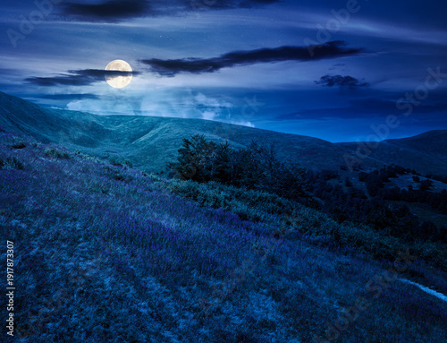 beautiful mountain landscape in summer at night. scenic view of green grassy hills with alpine forest in full moon light. picturesque scene for outdoor tourism under dark sky. mysterious fantasy