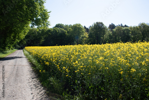 Rapsfeld in der Region Teutoburger Wald
