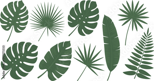 Tropical leaves collection vector illustration, monstera, palm and banana leaf botanical design elements isolated on white background
