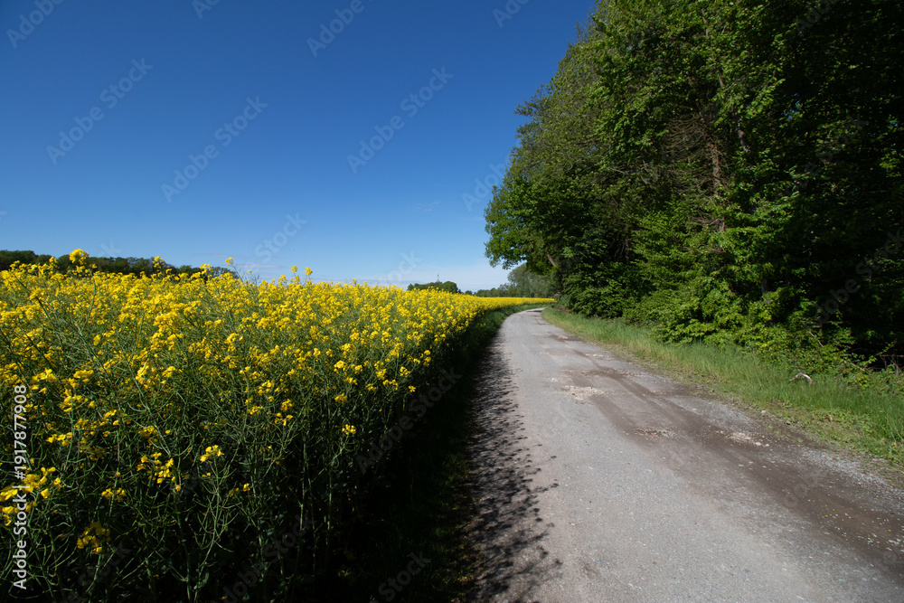 Naklejka premium Rapsfeld in der Region Teutoburger Wald