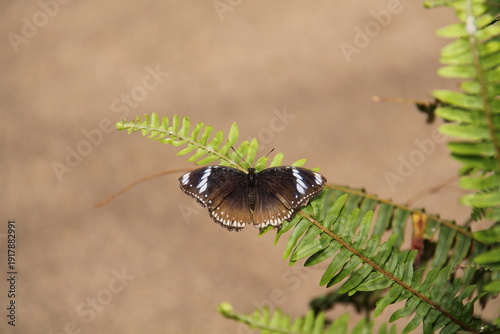 Wallpaper Mural A Brown and White Tropical Butterfly on a Green Fern Leaf. Torontodigital.ca