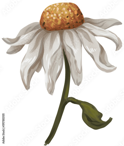Quadro su tela Dying Daisy Flower on white background