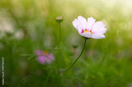 White cosmos flower isolated on green blur background