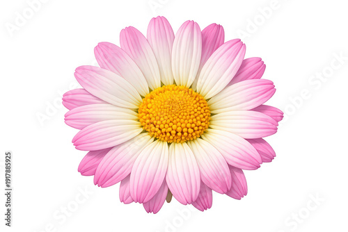 Pink daisy flower with yellow center blooming, creating a vibrant spring and summer floral background, transparent element