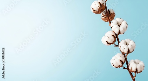 Cotton plant branch with fluffy white bolls against a clear blue sky background