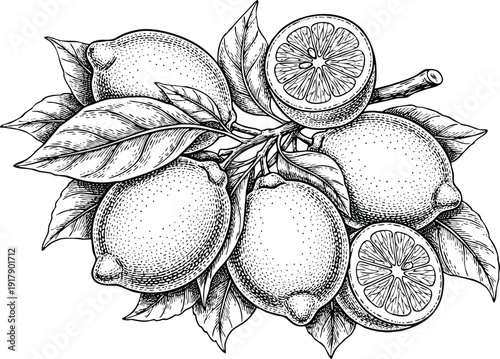 Engraving art black and white illustration of lemons with leaves, vintage botanical drawing