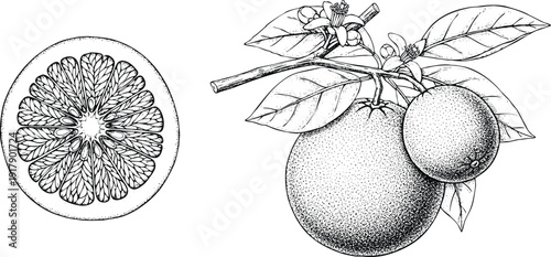 Engraving art botanical illustration of citrus fruit whole on branch with leaves and detailed crosssection