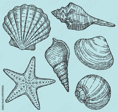 Vintage ink seashell vector set. Hand-drawn coastal marine sketch. Black outline ocean beach art.