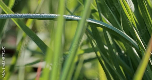 Dew drops sparkle on citronella lemongrass leaves moving in the wind under sunlight. Outdoor eco cultivation of aromatic plants, organic farming, fresh herbs, and sustainable green agriculture concept