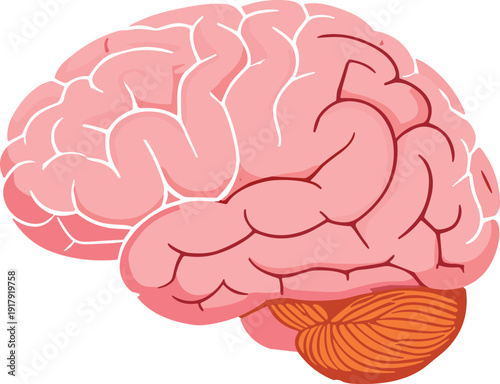 Human brain anatomy illustration isolated on white background medical neuroscience vector design