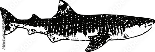 Tiger shark illustration black and white marine predator sketch in profile view ocean wildlife detailed drawing
