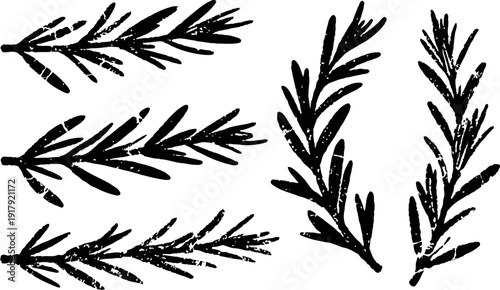 Black ink rosemary herb branches set hand drawn botanical vintage illustrations for natural design and organic products