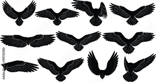 Flying eagle silhouette collection with spread wings isolated on white background wildlife bird vector illustration set