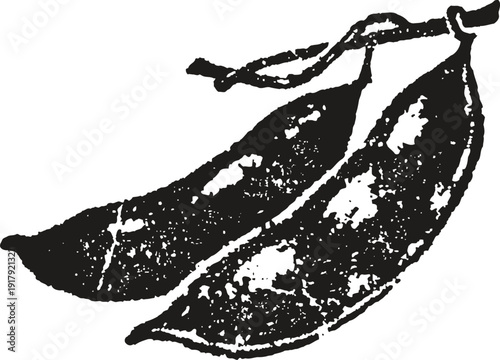 Two ripe pea pods hanging on a stem vintage botanical illustration