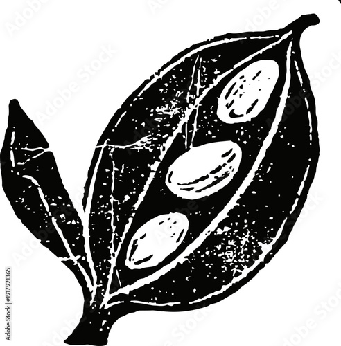 Black and white illustration of an open seed pod with three seeds and a leaf attached