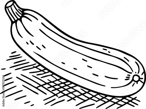 Illustration of a single zucchini vegetable with shading and line details