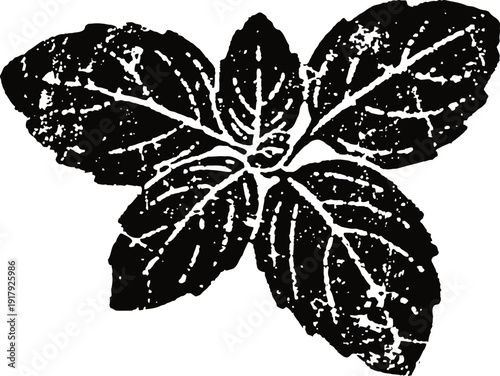 Mint leaves illustration with detailed veins and textured surface isolated on white background