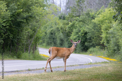 Beautiful female white tailed doe deer Odocoileus virginianus standing on the shoulder where the road curves