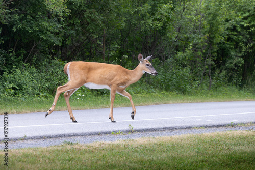 Side view of female white tailed doe deer Odocoileus virginianus walking on a road in a park