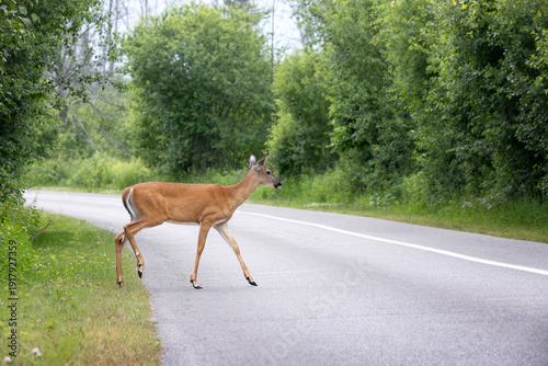 Side view of female white tailed doe deer Odocoileus virginianus taking her first tentative steps crossing a road