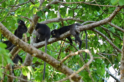 Photography a group of dusky leaf monkey in a rainforest of Langkawi in Malaysia