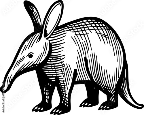 Hand drawn armadillo illustration vintage black and white engraving art with detailed fur and body lines
