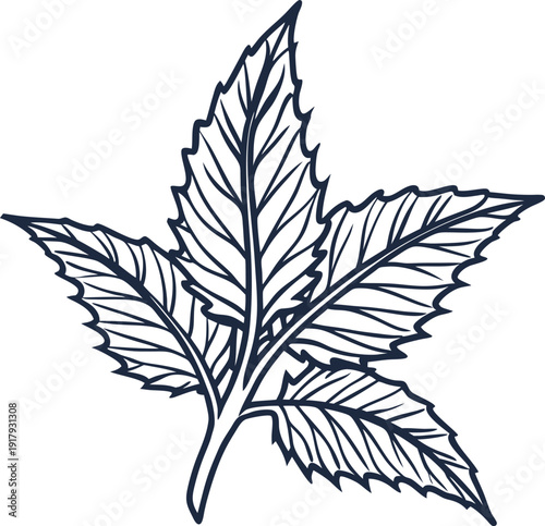 Detailed vector illustration of nettle leaves with sharp edges and visible veins