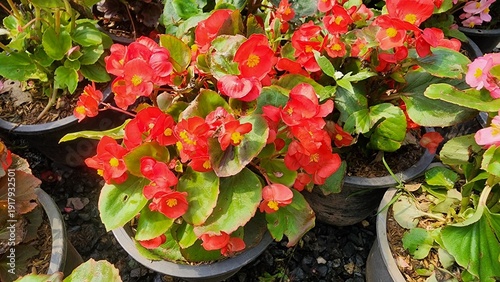 Bilde på lerret Wax Begonia symbolizes cherished love and is a popular ornamental flowering plant with vibrant colors such as red, pink, and white
