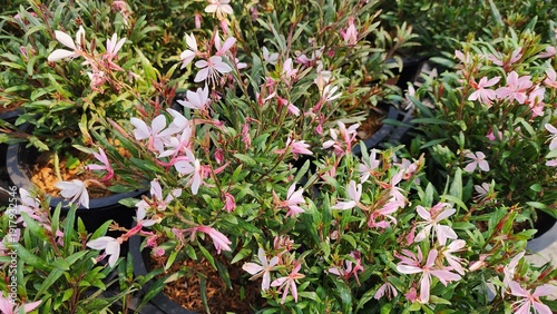 Gaura lindheimeri, or Oenothera lindheimeri, is an ornamental flowering plant with pale to dark pink, butterfly-like flowers that bloom year-round.
