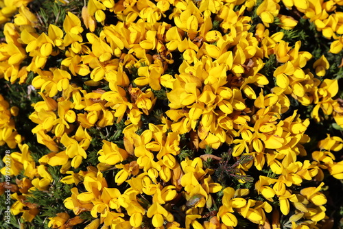 Bright yellow gorse flowers in sun