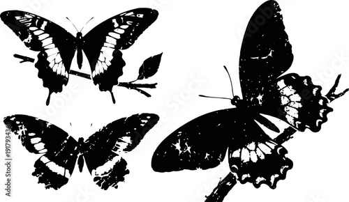 Black and white butterfly silhouettes three detailed butterfly shapes with wings spread elegant insect designs for nature and fauna concept