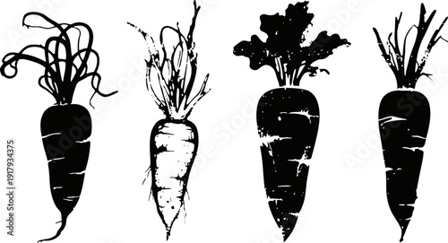 Hand drawn carrot illustrations set black and white garden root vegetables with leaves and roots in sketch
